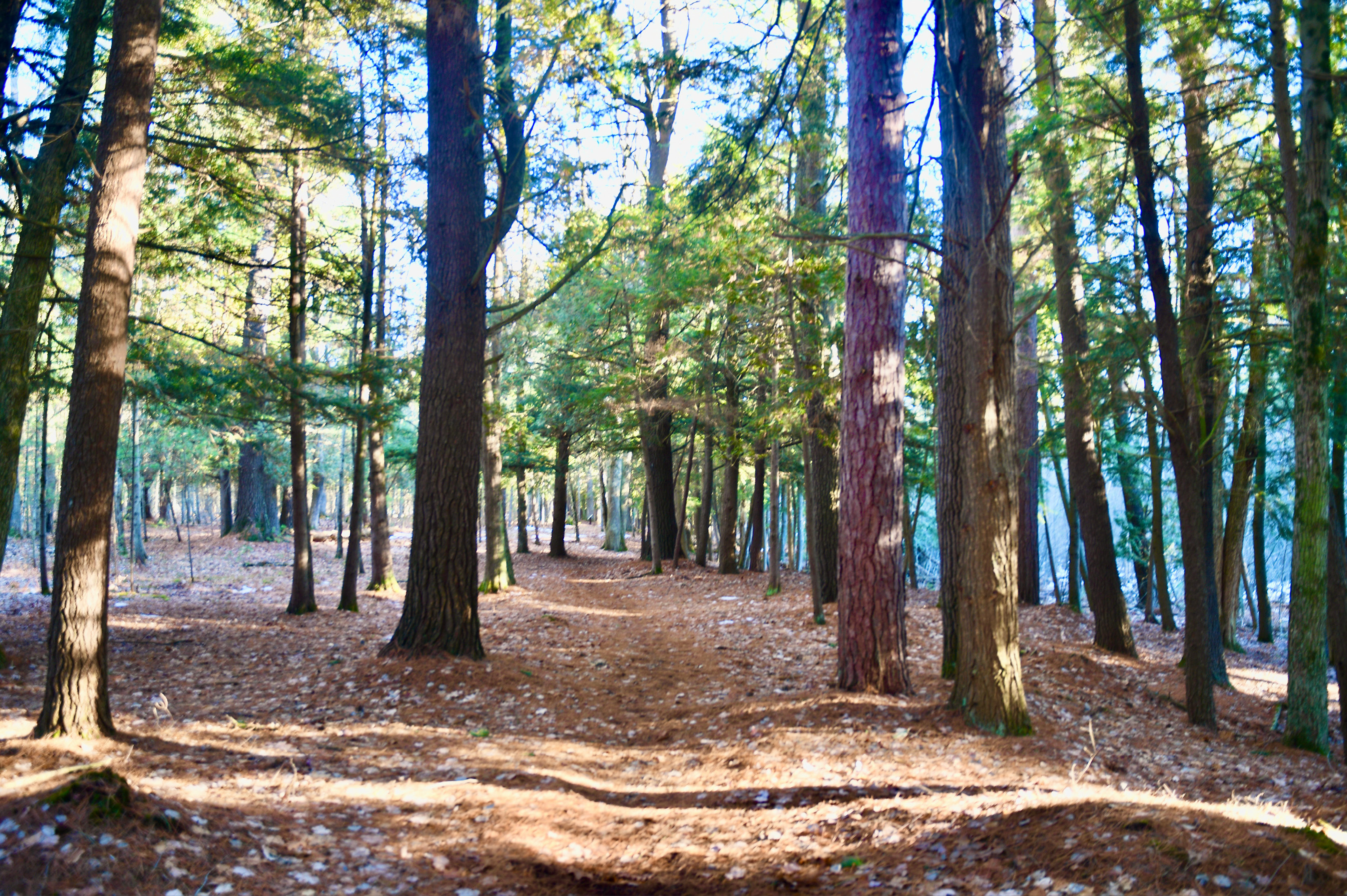 Wellston Arboretum Trail